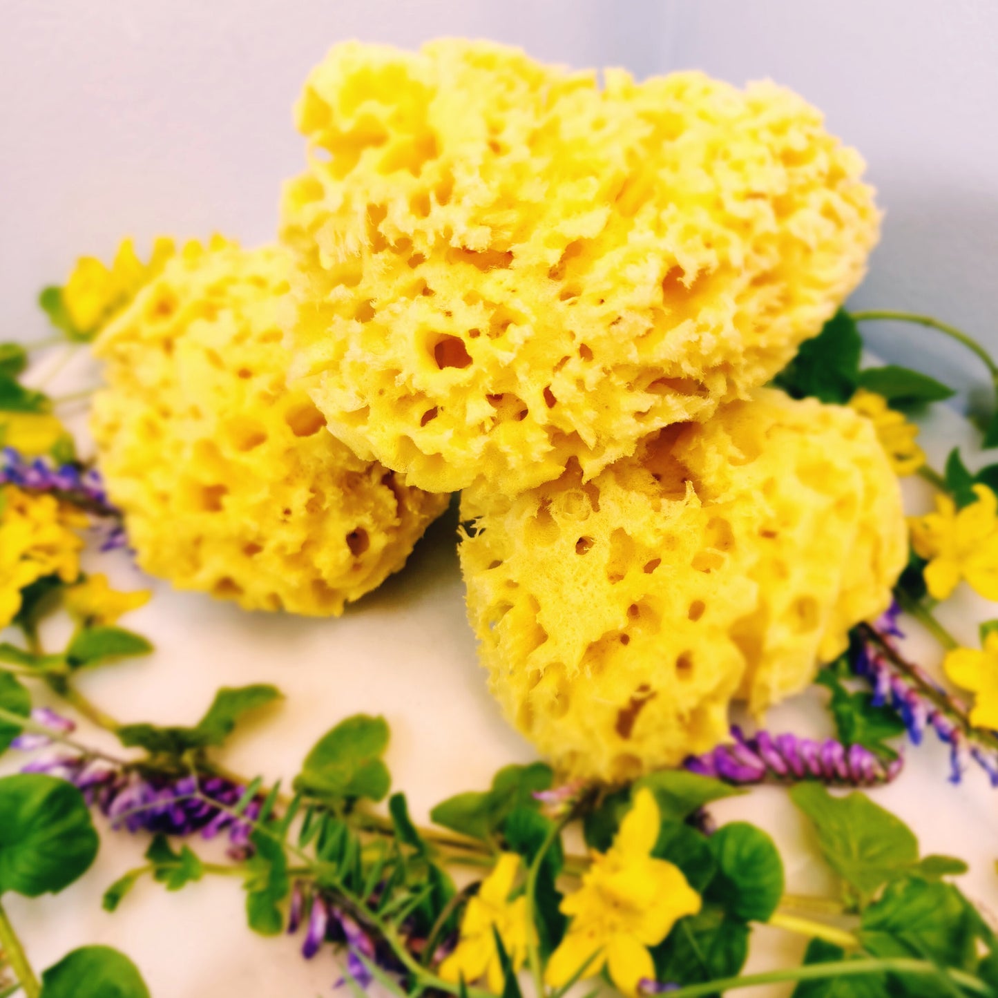 Premium HoneyComb Mediterranean Sea Sponges