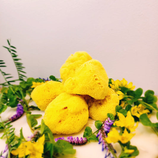 Premium Fino Silk Mediterranean Sea Sponges
