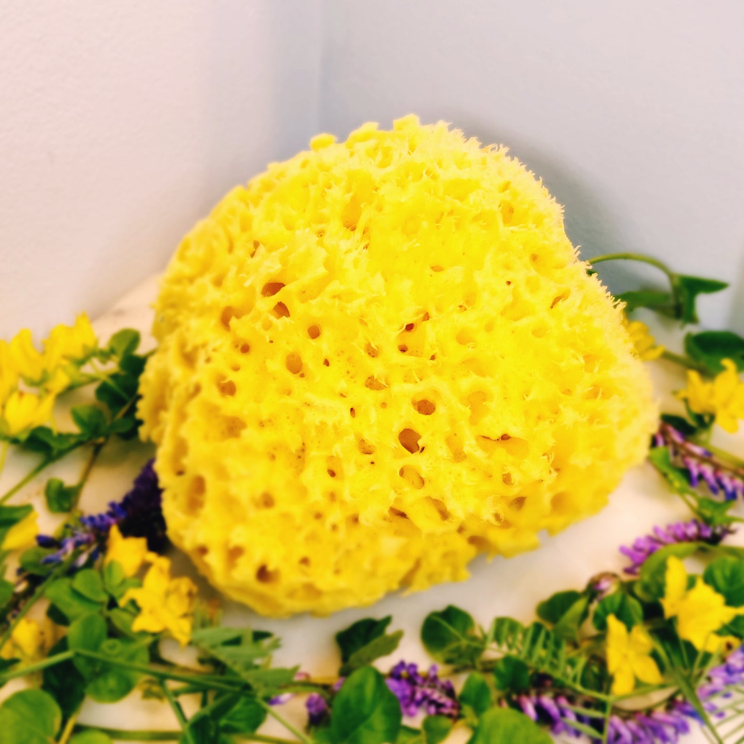 Premium HoneyComb Mediterranean Sea Sponges