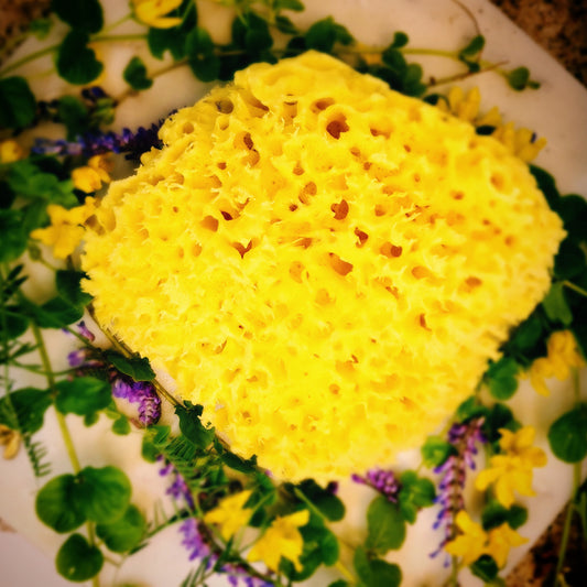 Premium HoneyComb Mediterranean Sea Sponges