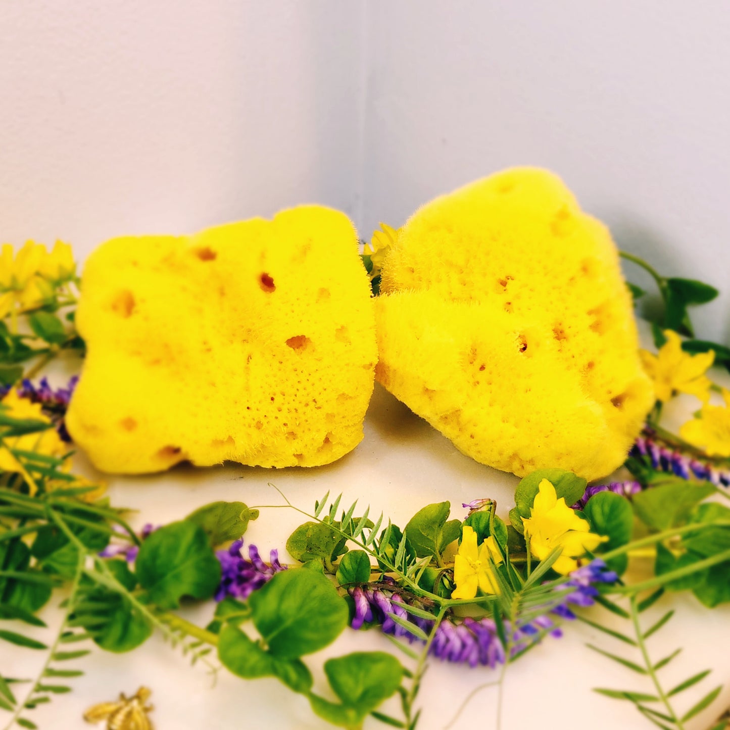 Premium Fino Silk Mediterranean Sea Sponges